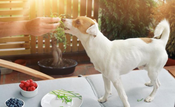 狗狗不能吃的20种水果