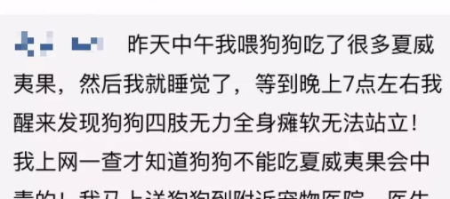 狗狗不能吃的20种水果