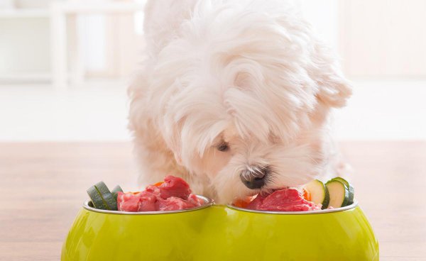 狗狗不能吃的20种水果