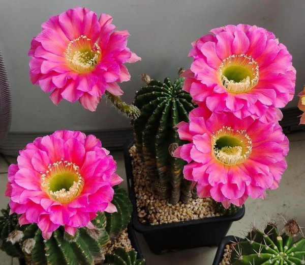 仙人球品种大全图片及名称