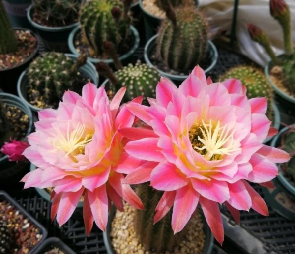 仙人球品种大全图片及名称