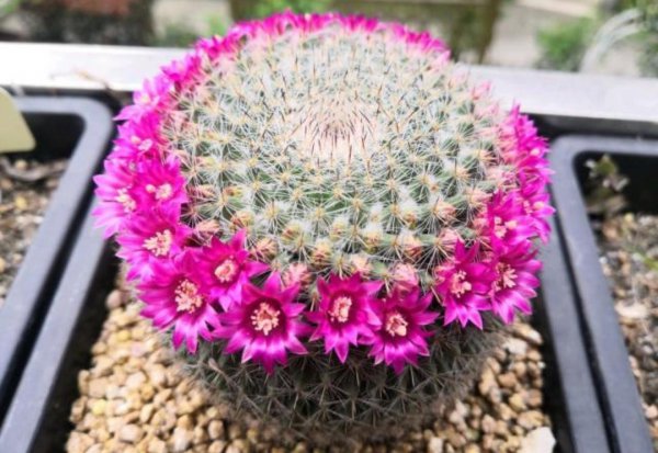 仙人球品种大全图片及名称