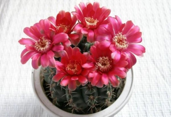 仙人球品种大全图片及名称