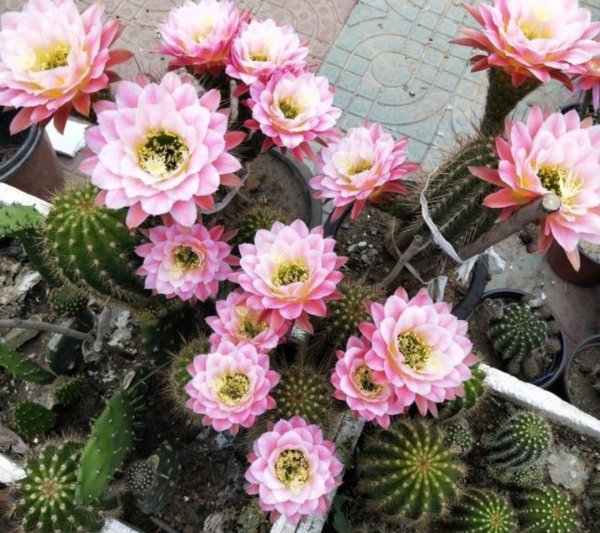 仙人球品种大全图片及名称