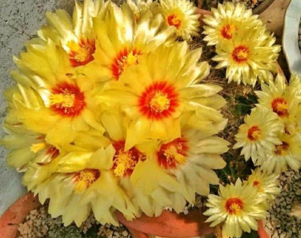 仙人球品种大全图片及名称