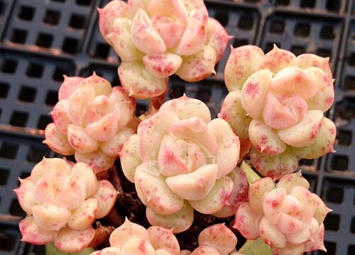 多肉喜水还是喜旱