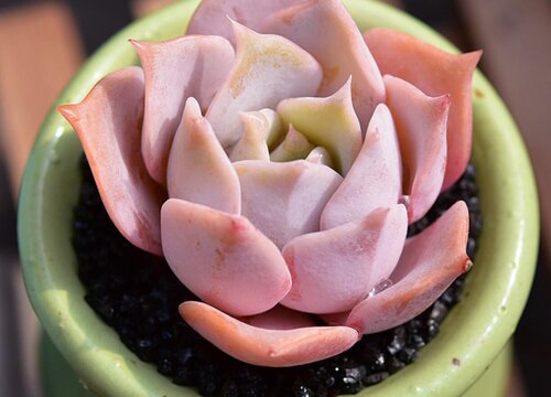 多肉喜水还是喜旱