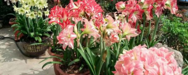 朱顶红要怎么养才能爆盆