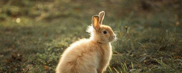 生肖兔本命年佩戴什么饰品