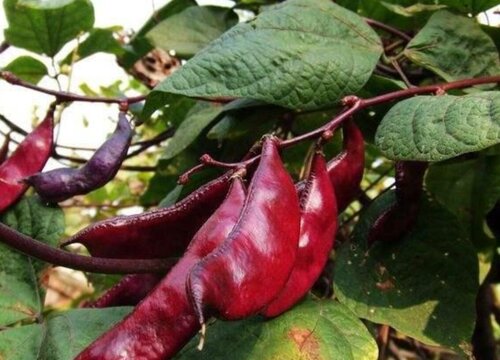 扁豆种植技术和最佳播种时间