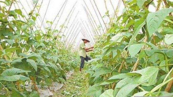 扁豆种植技术和最佳播种时间
