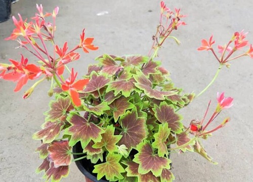 彩叶草有种子吗