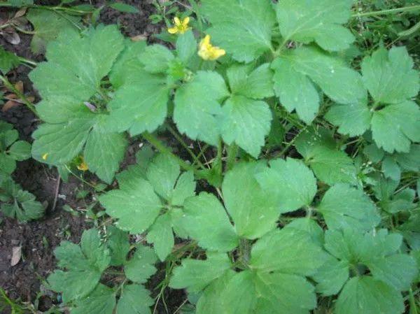 野芹菜的功效与作用