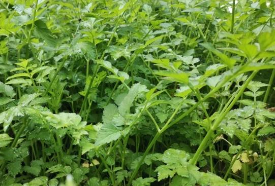 野芹菜的功效与作用