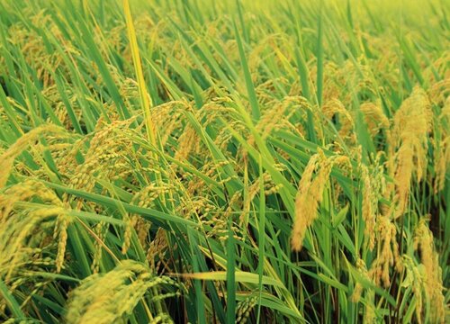 预计2023年水稻价格