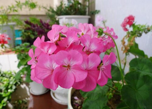 怎么养天竺葵才能更旺盛