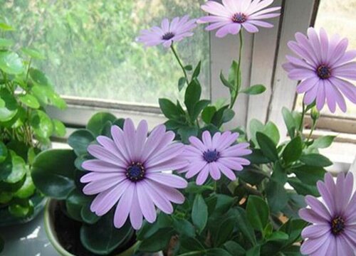 蓝目菊花期是什么时候