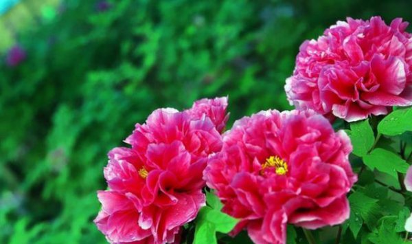 牡丹花什么时候移栽最好