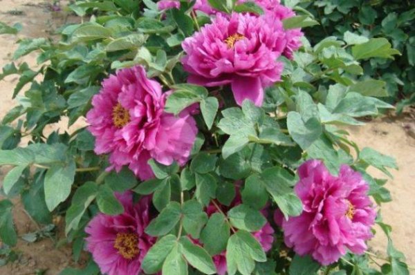 牡丹花什么时候移栽最好