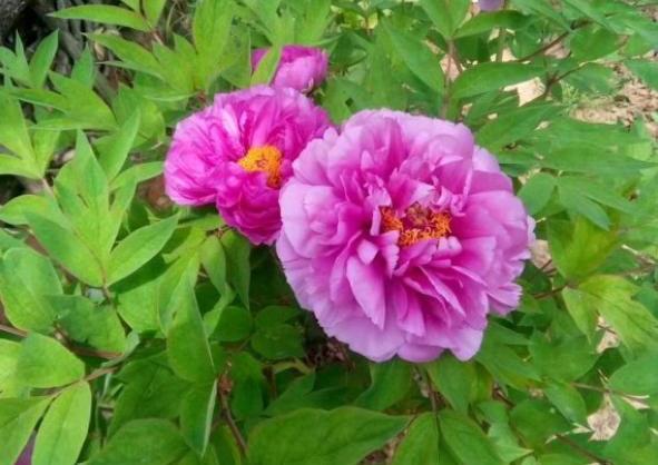 牡丹花什么时候移栽最好