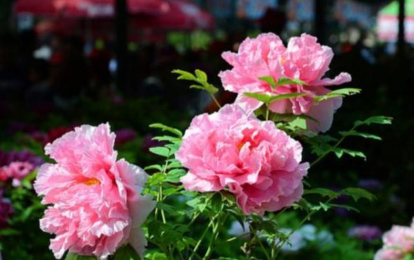 牡丹花什么时候移栽最好