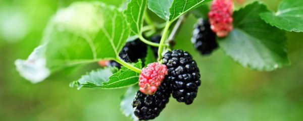 吃桑葚的好处和坏处