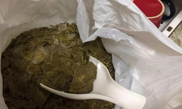 香油渣子怎么给花施肥