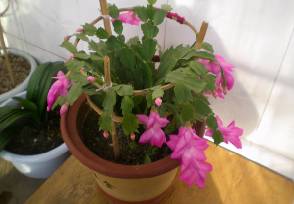 香油渣子怎么给花施肥