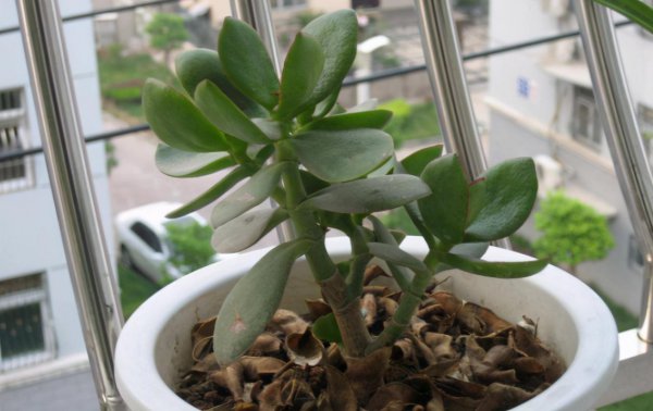 香油渣子怎么给花施肥