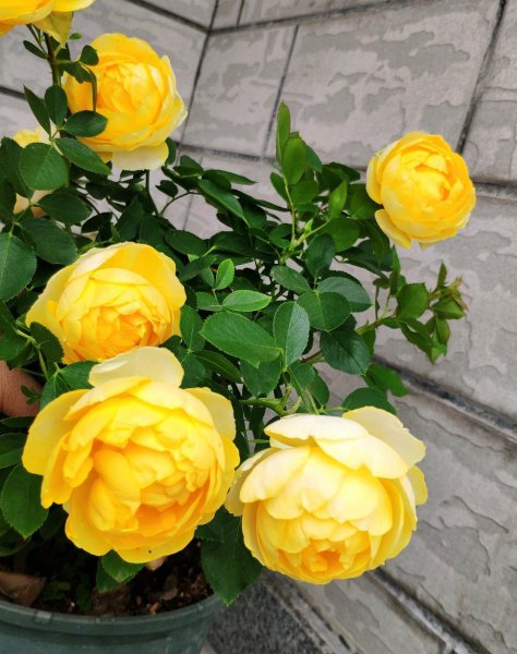 黄色灌木月季金丝雀优缺点