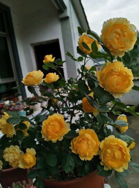 黄色灌木月季金丝雀优缺点