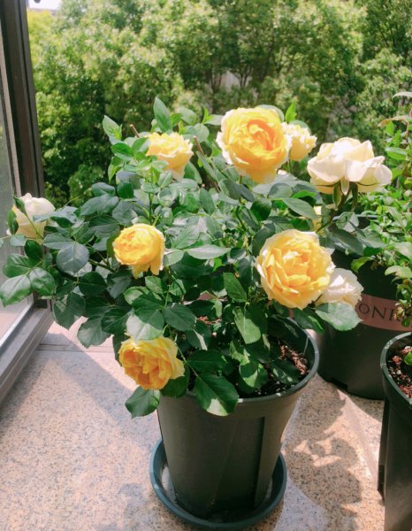 黄色灌木月季金丝雀优缺点