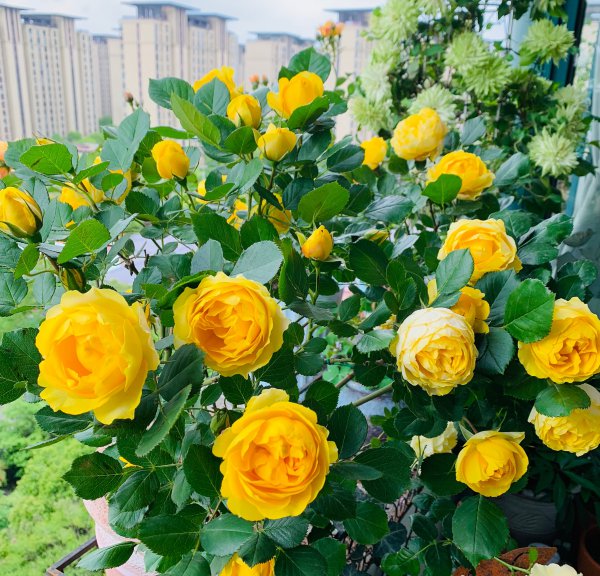 黄色灌木月季金丝雀优缺点