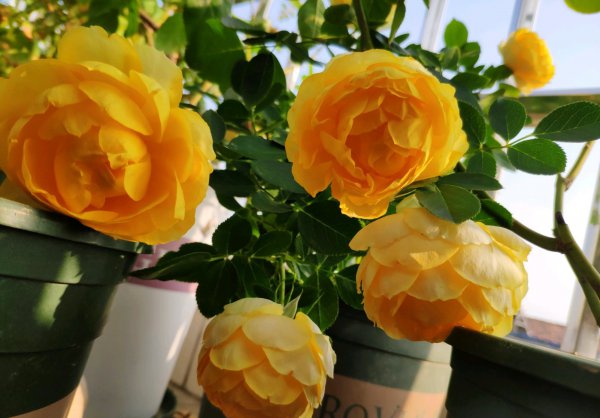 黄色灌木月季金丝雀优缺点