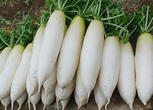 白萝卜是碳水还是蔬菜