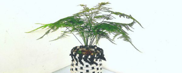 室内的攀爬植物有哪些