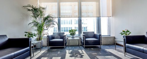 鹅掌树适合客厅摆放吗