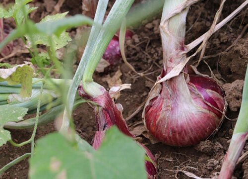 洋葱什么时候移栽最好