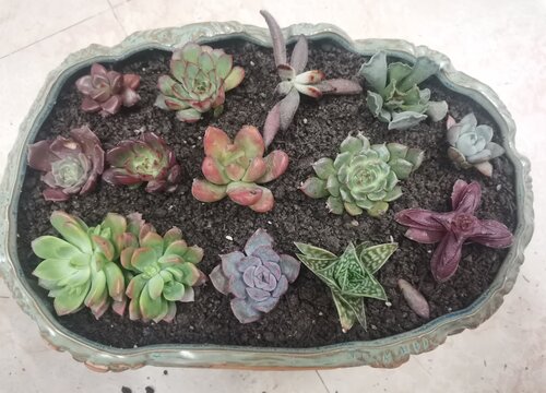 多肉一直掉叶子是什么原因导致的