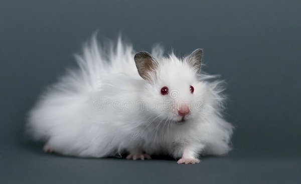 仓鼠一般能活多久