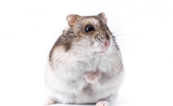 仓鼠一般能活多久