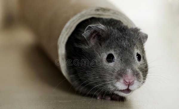 仓鼠一般能活多久