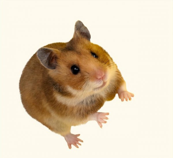 仓鼠一般能活多久