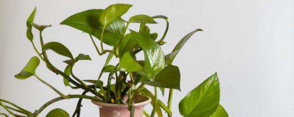 水萝怎么养才能更旺盛