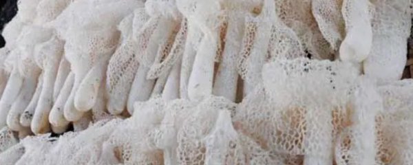 竹荪时间长了发黄能吃吗