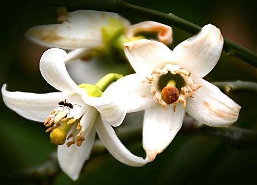 橘子树开花有毒吗