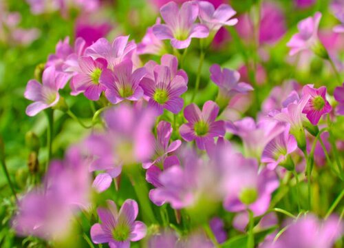 幸运草一盆种几株好