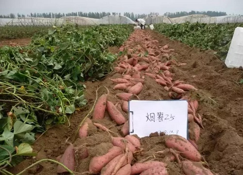 烟薯25真假怎么区别分辨