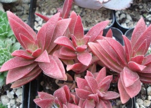 红叶祭多肉怎么分盆容易成活