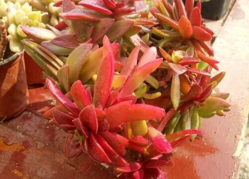 红叶祭多肉怎么分盆容易成活